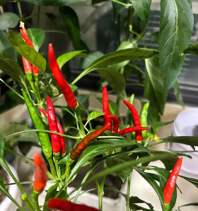 小辣椒X4手机的实用性与性价比分析（一部全面性能出众的中端机型，适合多种用户需求）