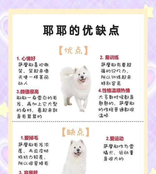 如何训练小萨摩耶听话（掌握关键技巧，培养宠物服从性）